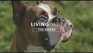ALL ABOUT LIVING WITH BOXER DOGS
