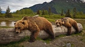 Brown Bear | brown bear photos | The Beauty of Brown Bear