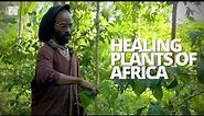 African Herbalist Shows Us Medicinal Plants And Herbs That Protect, Heal, And Restore The Body