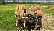 MY DAUGHTERS HELP WITH HAULING BALES // Farming With Draft Horses