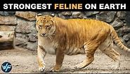 Liger - The Biggest and Strongest Feline in the World