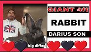 ✅ Meet GIANT 4ft Rabbit DARIUS SON, Biggest bunny in the world 🐰