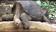 Museum Helps Preserve Iconic Tortoise Lonesome George
