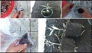 How to propagate the olive tree by cuttings