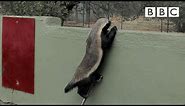 Stoffel, the honey badger that can escape from anywhere! - BBC