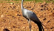 Cranes for you. Pictures and Quotes - Nature,Quotes and Me
