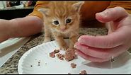 Teaching a 4 week to 5 week old kitten to eat solid food - found a kitten - stabilizing them