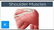 Muscles of the shoulder joint and girdle - Human Anatomy | Kenhub