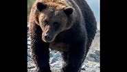 9 Horrific Bear Attacks From Around The World
