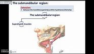 Overview of Head Exterior (Pre-auricular and Sub-mandibular Regions) - Dr. Ahmed Farid