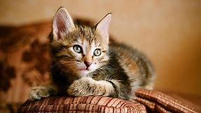 200  Cute Cat Names You’ll Paws-itively Love