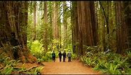 Camping in the Redwoods - Jedediah Smith Redwood State Park
