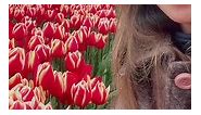 Tulip fields & Keukenhof Garden in Holland
