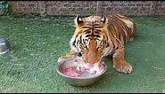 Watch me feed the tigers and checking the pups in FHD 60fps