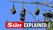 Why do bats hang upside down and do they always turn left when exiting a cave?