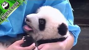Panda emoji: LOL