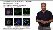 Michael Rosen (UT Southwestern / HHMI): Cell Organization on Micron Length Scales
