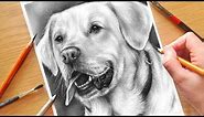 HOW TO DRAW A DOG! Realistic Drawing Tutorial Step by Step | Drawing with Charcoal