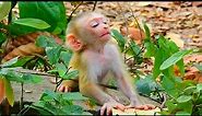 Where Mom?..Cute baby monkey Sleeping Alone on The Rock l Adorable Baby Monkey