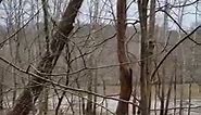 The muddy Youghiogheny River, along the Great Allegheny Passage (Cedar Creek Park) in Westmoreland County. This videography courtesy of Jeffrey A Stunja, for On The Road in Pennsylvania, March 24th, 2023. I hope you Enjoy! :) ;) :) | On The Road in Pennsylvania