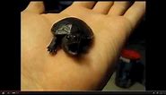 BABY TURTLE SCREAMING!!!