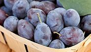 Blue Damson Plum Tree: Heirloom Fruit Trees from Gurneys