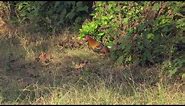 Coq bankiva (Gallus gallus murghi) Red Junglefowl