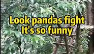 Lookpandas fight，so funny#panda #giantpandas #cute | I Love Panda