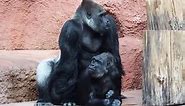 Omg// Sweet moment between gorilla couple so cool hugging.
