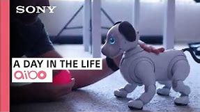A Day in the Life with aibo | Sony & iPhonedo