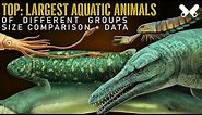 TOP Largest Aquatic Animals . Size comparison. The so called ¨Sea Monsters¨