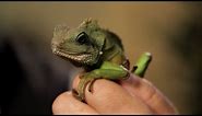 5 Care Tips for Chinese Water Dragons | Pet Reptiles