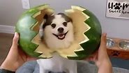 Watermelon Sugar, Dog
