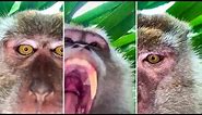 Monkey Swipes Phone and Takes Amazing Selfie Video