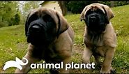 Adorable English Mastiff Twins Are Inseparable! | Too Cute! | Animal Planet