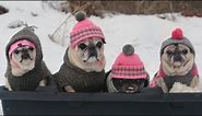 Cutest Pugs Snow Sledding Party