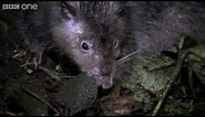 Giant Rat discovered - Lost Land of the Volcano - BBC One