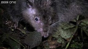 Giant Rat discovered - Lost Land of the Volcano - BBC One