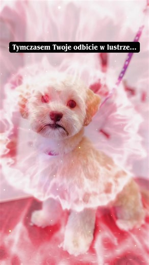 #petlove #charakter #dogsofinstagram #shorkie #dc