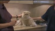 Persian Cat Grooming With The Pet Maven