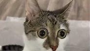 cat with big eyes meme