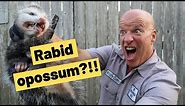 Do opossums get rabies?