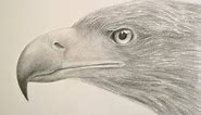 How to Draw Textures: Drawing a Realistic Eagle Head- Fine Art-Tips