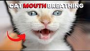 8 Reasons Why Cats Breathe With Mouth Open