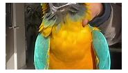 Bubba Cyan enjoying Mr.... - Cyan Blue And Gold Macaw