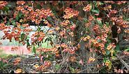 Crossvine (Bignonia capreolata) - Plant Identification