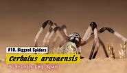 The 10 Biggest Spiders In The World (And What They Hunt)