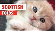 Scottish Fold Cats Compilation 2018