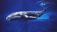 Facts: The Gray Whale