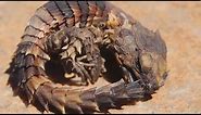 Science Today: Armored Lizards | California Academy of Sciences